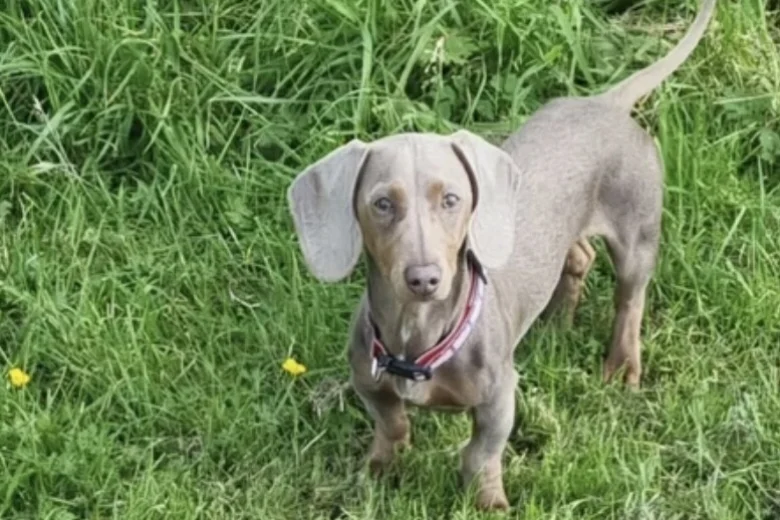 Dachshund (Miniature Smooth Haired)