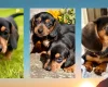 Dachshund (Miniature Smooth Haired)