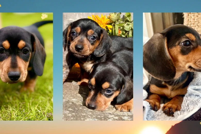 Dachshund (Miniature Smooth Haired)
