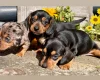 Dachshund (Miniature Smooth Haired)