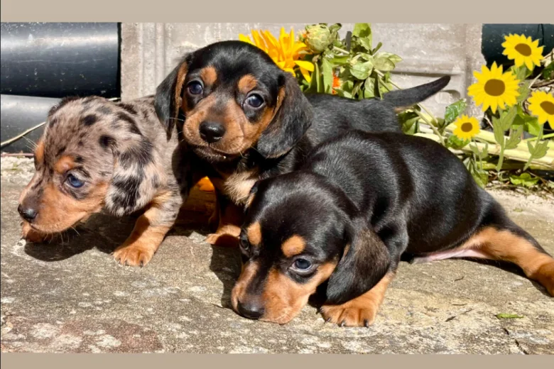 Dachshund (Miniature Smooth Haired)
