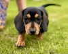 Dachshund (Miniature Smooth Haired)