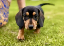 Puppy 1