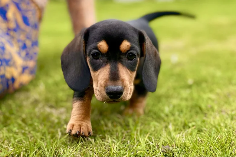 Dachshund (Miniature Smooth Haired)
