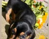Dachshund (Miniature Smooth Haired)