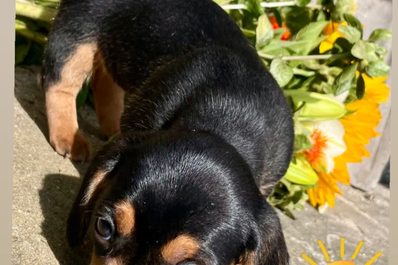 Dachshund (Miniature Smooth Haired)