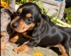 Dachshund (Miniature Smooth Haired)