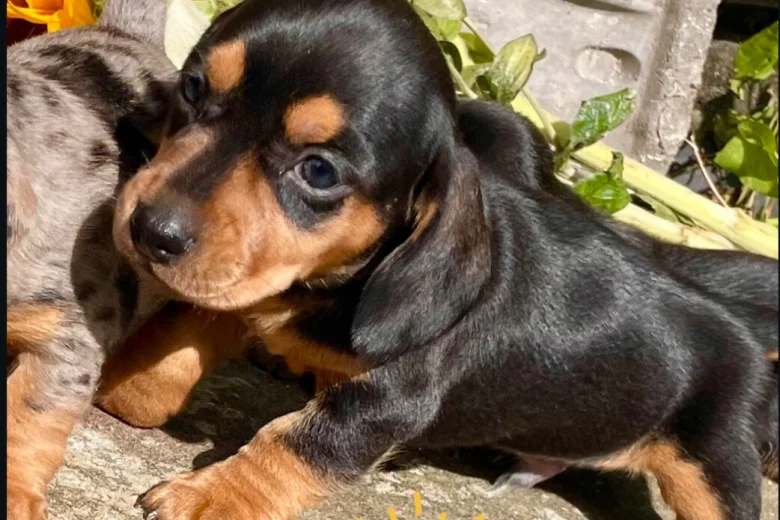 Dachshund (Miniature Smooth Haired)