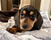 Dachshund (Miniature Smooth Haired)