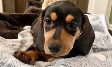Dachshund (Miniature Smooth Haired)