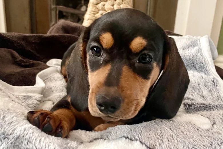 Dachshund (Miniature Smooth Haired)