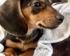 Dachshund (Miniature Smooth Haired)