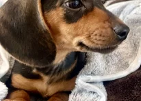 Puppy 2