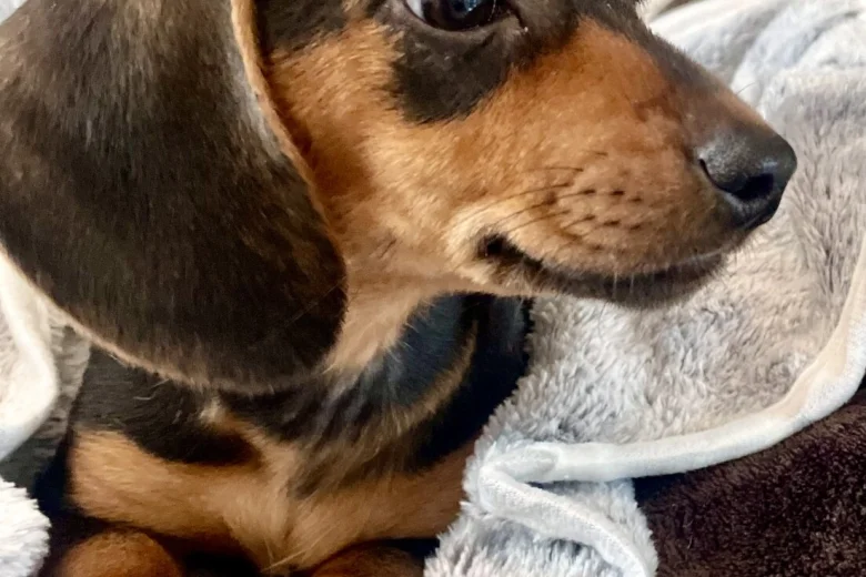 Dachshund (Miniature Smooth Haired)