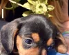 Dachshund (Miniature Smooth Haired)