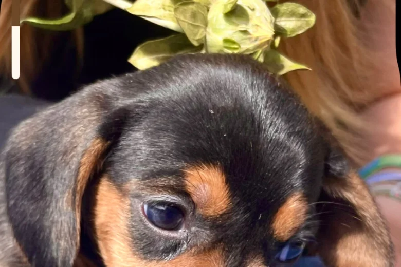 Dachshund (Miniature Smooth Haired)