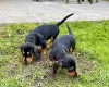 Dachshund (Miniature Smooth Haired)