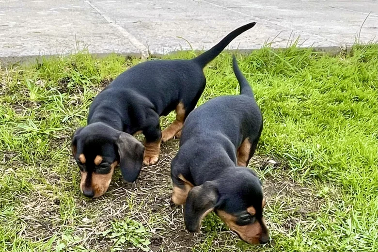 Dachshund (Miniature Smooth Haired)