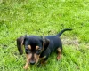 Dachshund (Miniature Smooth Haired)