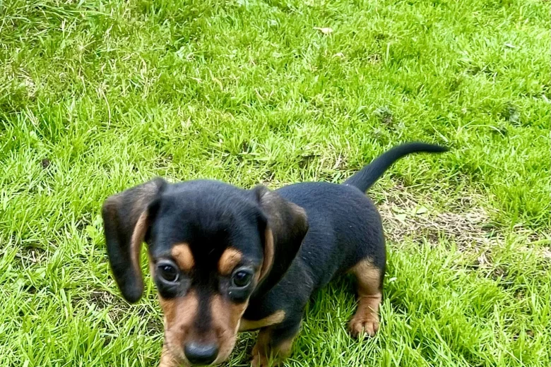Dachshund (Miniature Smooth Haired)