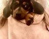 Dachshund (Miniature Smooth Haired)