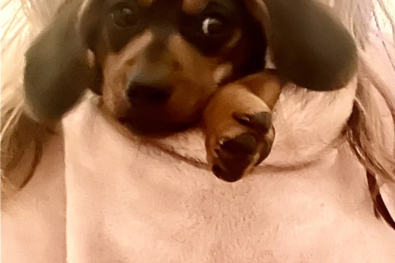 Dachshund (Miniature Smooth Haired)