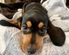 Dachshund (Miniature Smooth Haired)