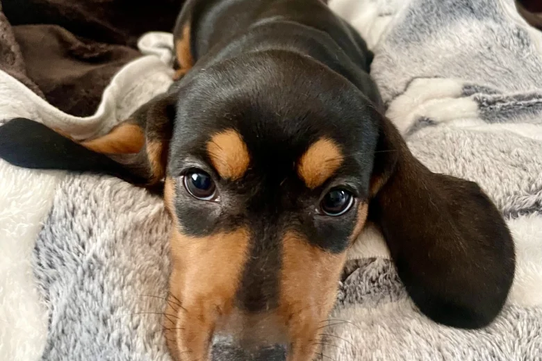 Dachshund (Miniature Smooth Haired)