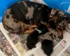 Dachshund (Miniature Smooth Haired)