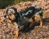 Dachshund (Miniature Smooth Haired)