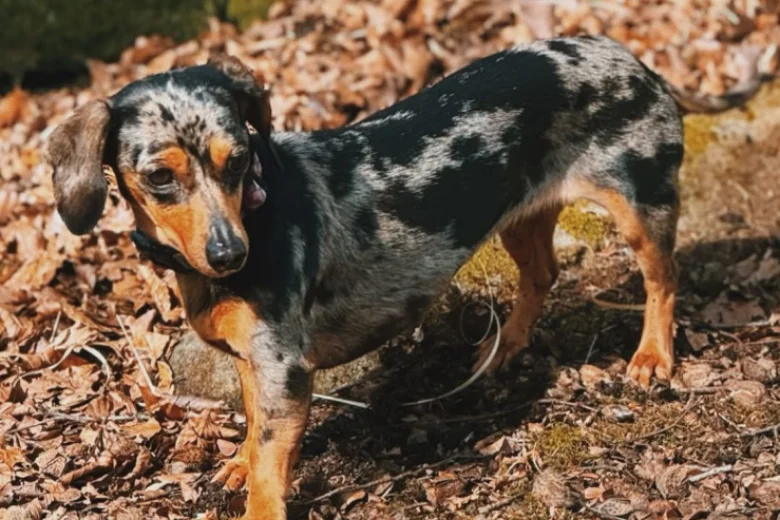 Dachshund (Miniature Smooth Haired)