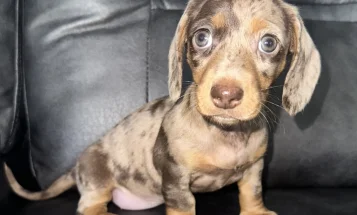 Dachshund (Miniature Smooth Haired)