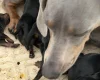 Dachshund (Miniature Smooth Haired)