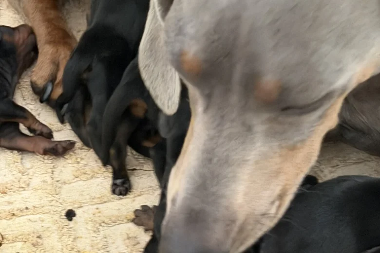 Dachshund (Miniature Smooth Haired)