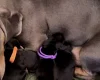 Dachshund (Miniature Smooth Haired)