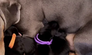Dachshund (Miniature Smooth Haired)