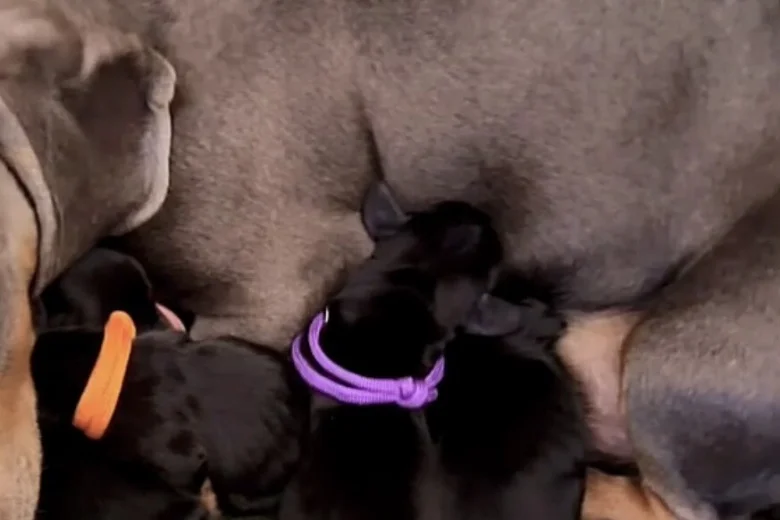 Dachshund (Miniature Smooth Haired)