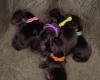 Dachshund (Miniature Smooth Haired)