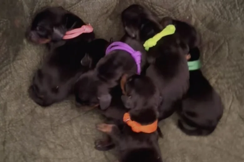 Dachshund (Miniature Smooth Haired)