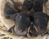 Dachshund (Miniature Smooth Haired)