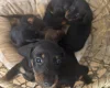 Dachshund (Miniature Smooth Haired)