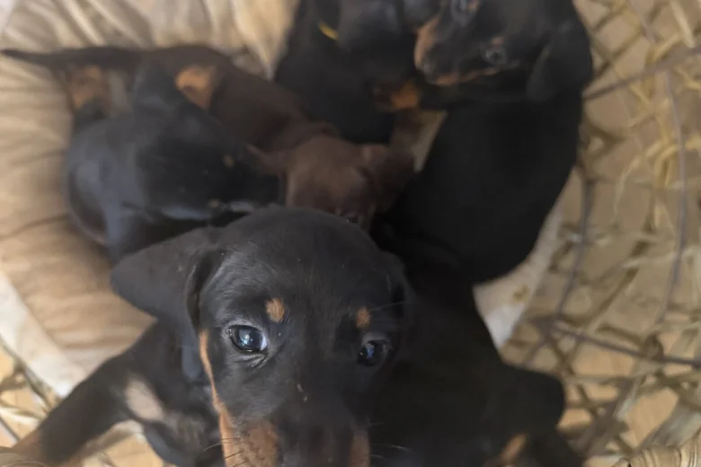 Dachshund (Miniature Smooth Haired)