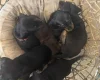Dachshund (Miniature Smooth Haired)