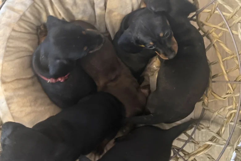 Dachshund (Miniature Smooth Haired)