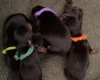 Dachshund (Miniature Smooth Haired)