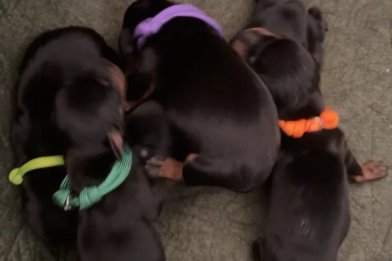 Dachshund (Miniature Smooth Haired)
