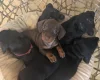 Dachshund (Miniature Smooth Haired)