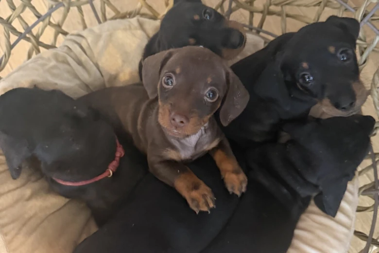 Dachshund (Miniature Smooth Haired)