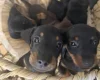 Dachshund (Miniature Smooth Haired)