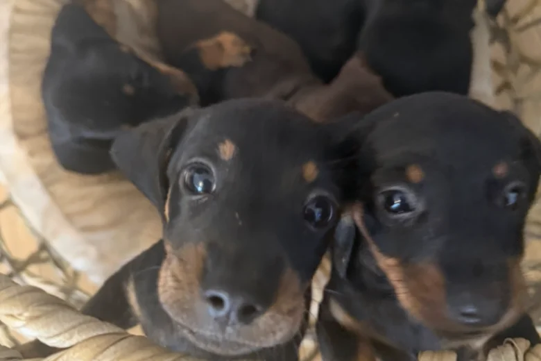 Dachshund (Miniature Smooth Haired)